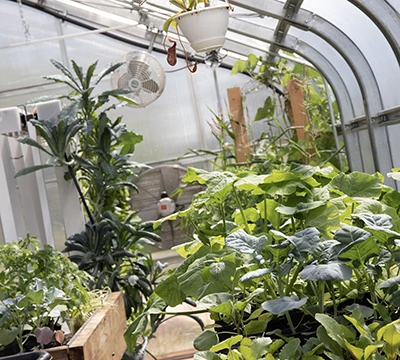 plant inside the rvcc greenhouse