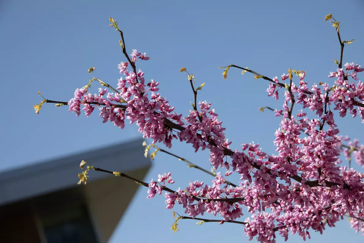 tree branch with pink flowers