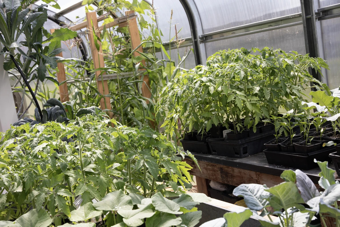 plants in rvcc greenhouse